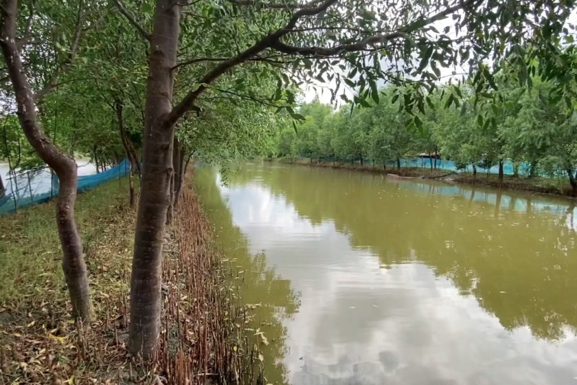 Read more about adopting mangroves in shrimp farming Read more about adopting mangroves in shrimp farming