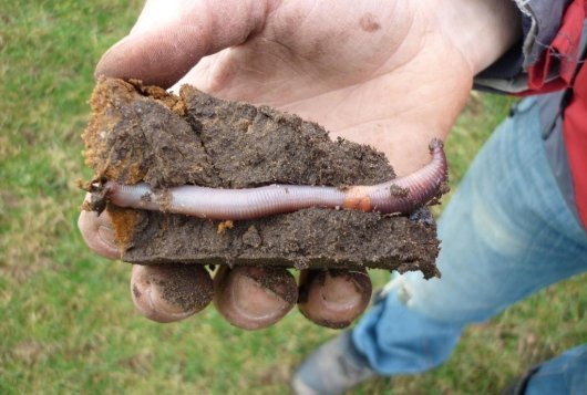 gezonde-bodem_530x357.jpg gezonde-bodem_530x357.jpg