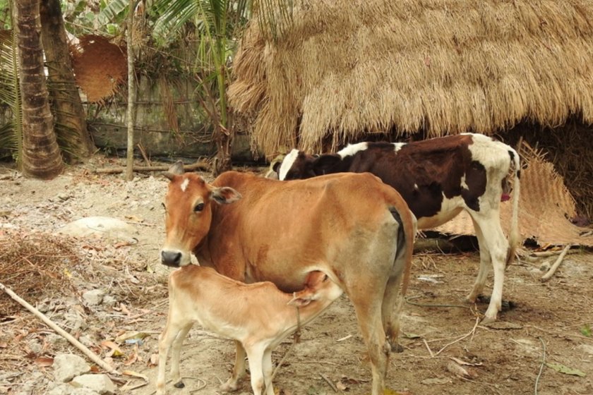 Read more about salinity and its impact on the food system and livestock Read more about salinity and its impact on the food system and livestock