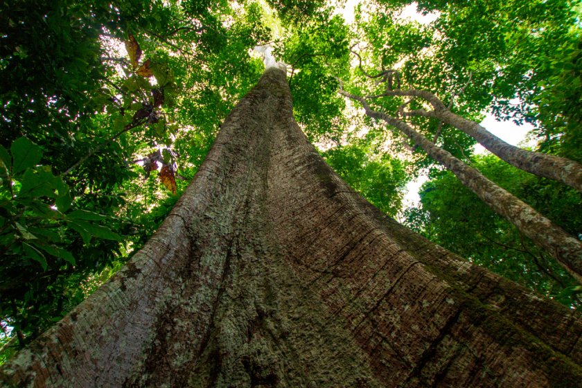 Amazone_shutterstock_1809491506.jpg Amazone_shutterstock_1809491506.jpg