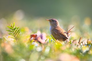 Wren in grass