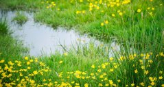 Grasland kan gelukkig redelijk snel herstellen van droge of natte periodes  Grasland kan gelukkig redelijk snel herstellen van droge of natte periodes