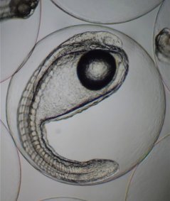 Ready to hatch, 55 hours after fertilisation Ready to hatch, 55 hours after fertilisation