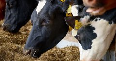 Aanpassing van voeding kan ook helpen tegen hittestress  Aanpassing van voeding kan ook helpen tegen hittestress
