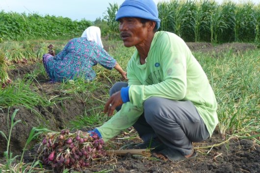 Shallots in Indonesia
