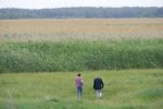 Reed fields in the Poltava oblast.