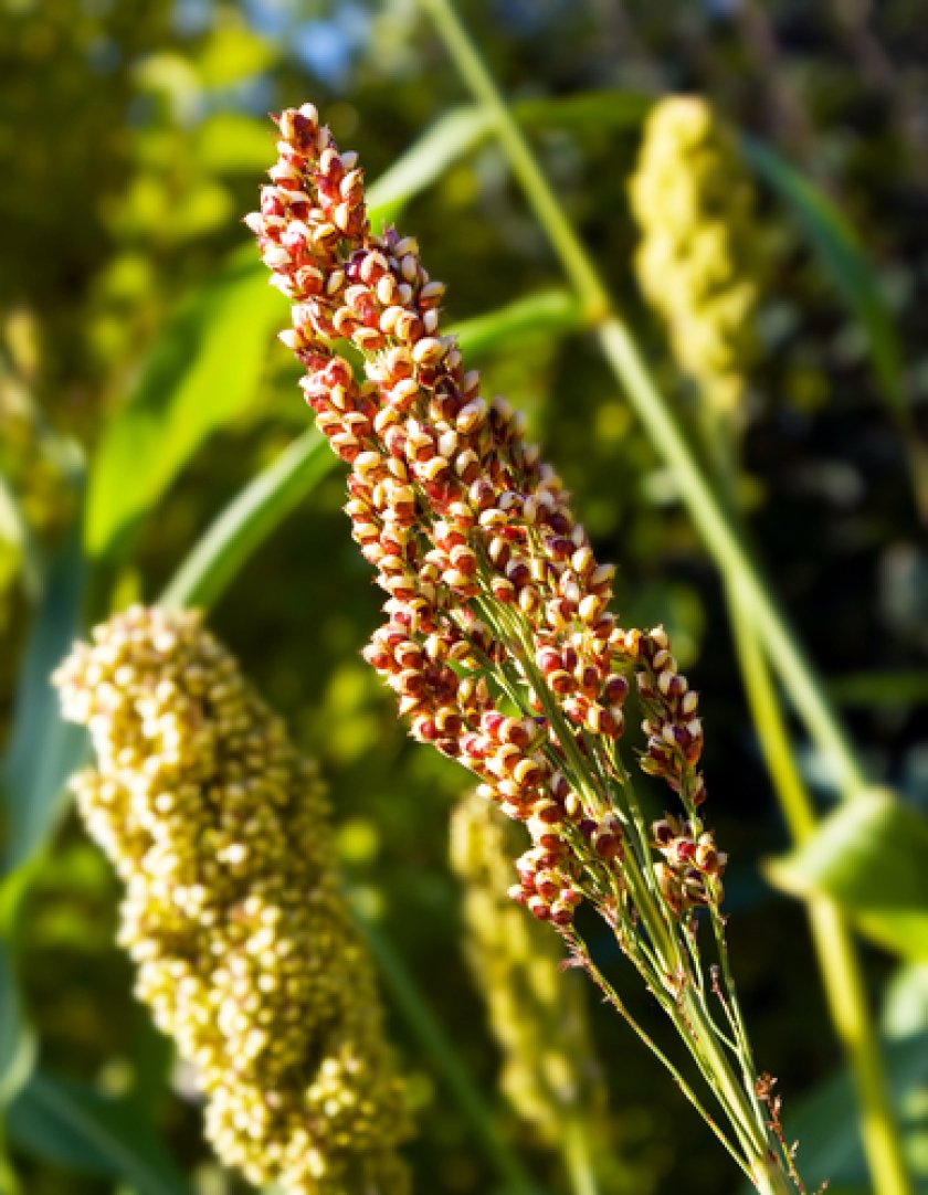 Quinoa plant - WUR researchers have developed quinoa that can grow on high saline soil