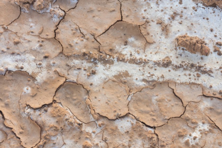 Climate story 5: Saline agriculture Climate story 5: Saline agriculture